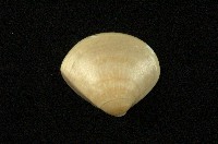 藏品(普通文蛤)的圖片